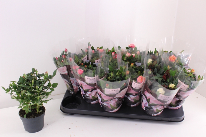 <h4>RO VICTORY GEM</h4>