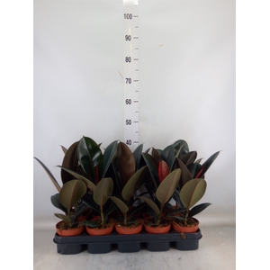 Ficus elastica 'Abidjan'