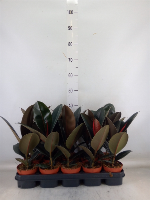 <h4>Ficus elastica 'Abidjan'</h4>