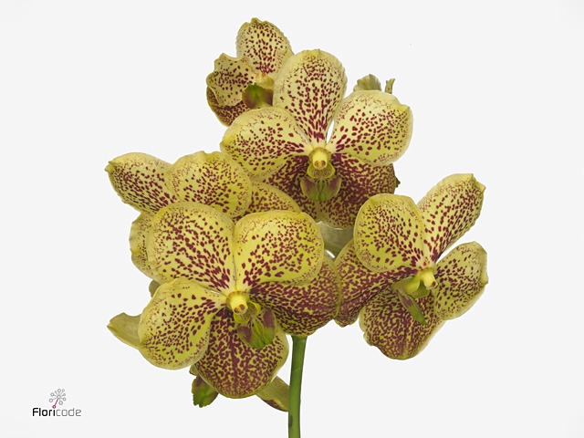 VANDA SU BANANA SPOT