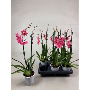 Cambria Nelly Pink 2tak