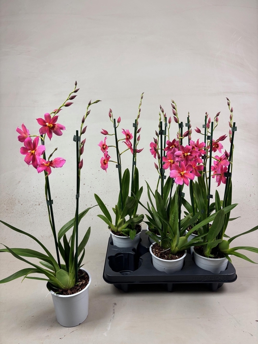 <h4>Cambria Nelly Pink 2tak</h4>