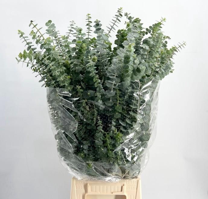 <h4>EUC. BABY BLUE 200GR</h4>