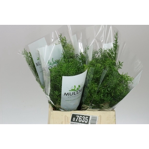 Asparagus Cwebe