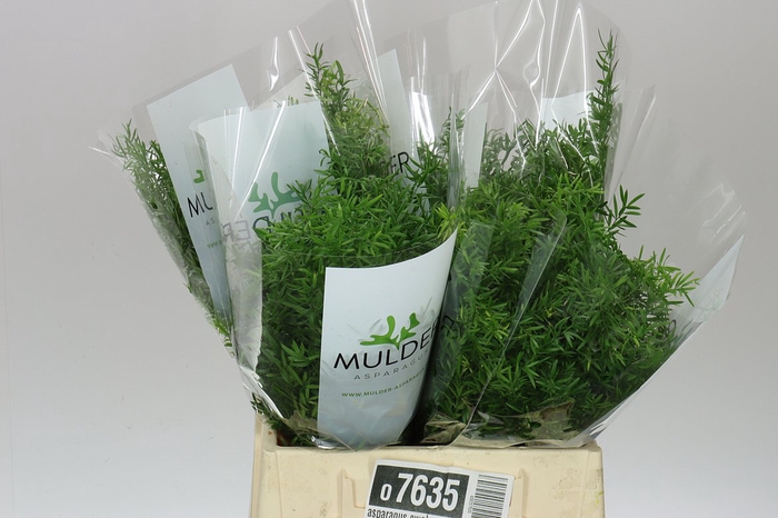 <h4>Asparagus Cwebe</h4>