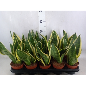 Sansevieria trifa. 'Futura Superba'
