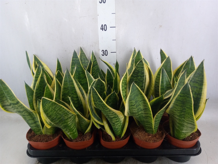 <h4>Sansevieria trifa. 'Futura Superba'</h4>