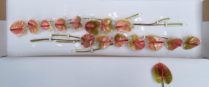 <h4>ANTH A AVO DANIELLE</h4>