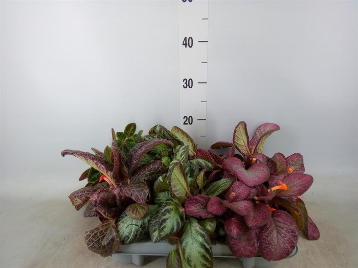 <h4>Episcia   ...</h4>
