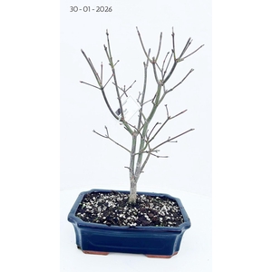 Acer palmatum 