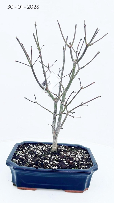 <h4>Acer palmatum atropurpureum, pot 25cm.</h4>