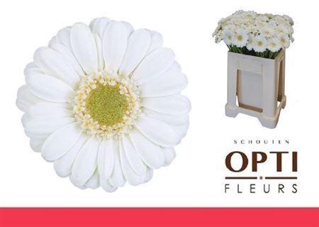 <h4>Ge Mi Albino</h4>