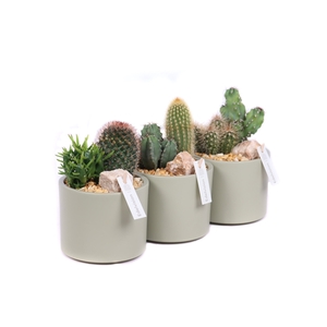 2x cactus 5,5 cm in light khaki cilinder pot met grind, stenen en etiket