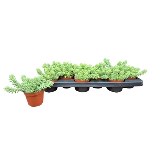 SEDUM BURRITO