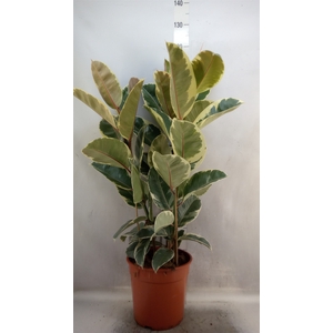 Ficus elastica 'Tineke'