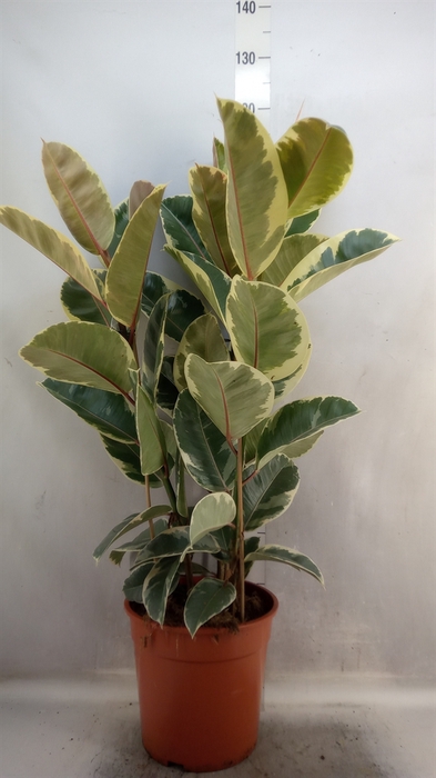 <h4>Ficus elastica 'Tineke'</h4>