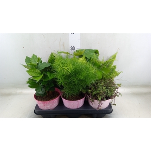 Planten  ..mix