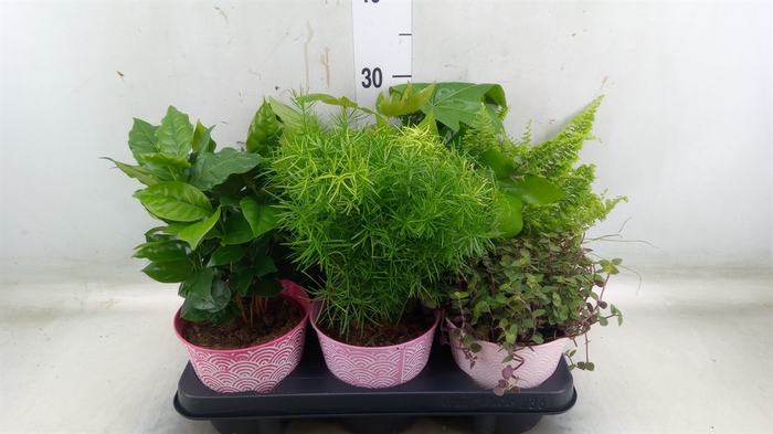 <h4>Planten  ..mix</h4>