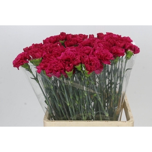 Dianthus St Aglianico
