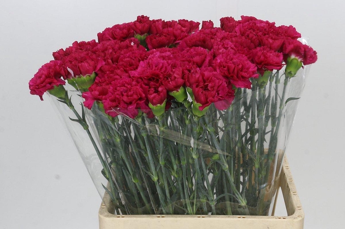 <h4>Dianthus St Aglianico</h4>
