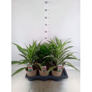 Dracaena   ...mix