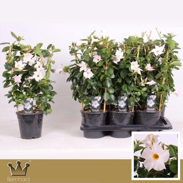 <h4>Dipladenia P17 Rek Diamantina Jade White</h4>