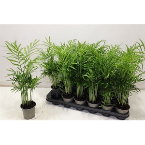 Chamaed Elegans