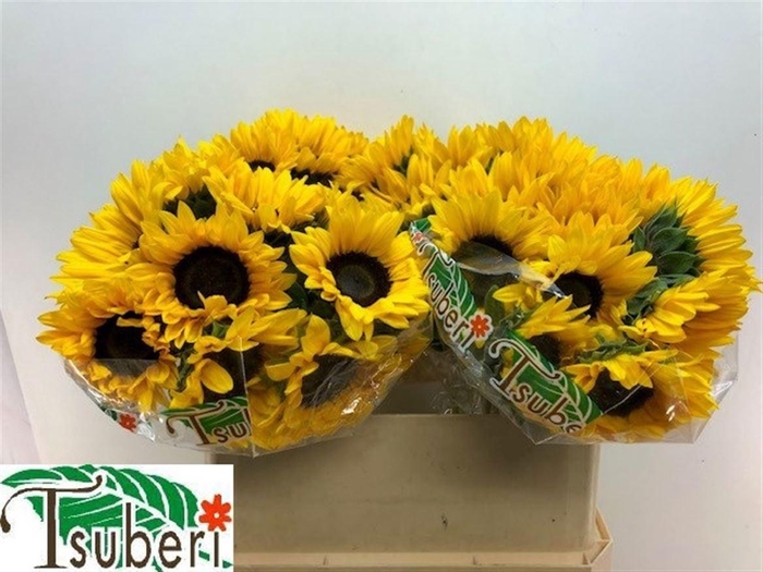 <h4>HELI ORANGE FIRE</h4>