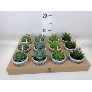 Succulents   ...mix 3