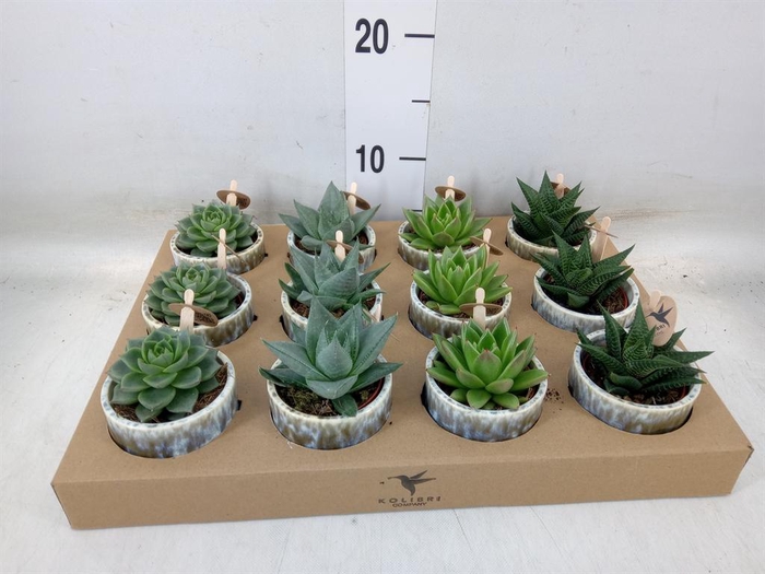 <h4>Succulents   ...mix 3</h4>