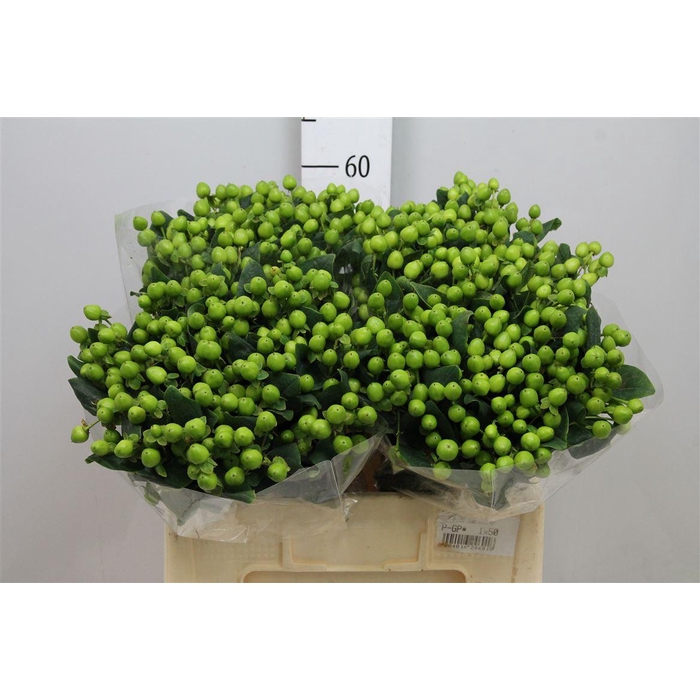 <h4>Hyp Coco Bamboo</h4>