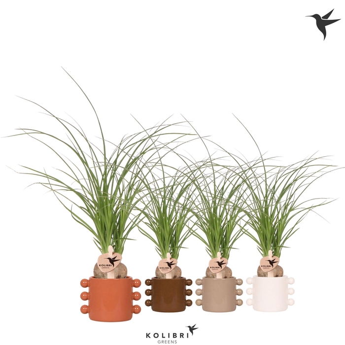 <h4>Kolibri Greens Beaucarnea Nolina in Boho pot mix</h4>
