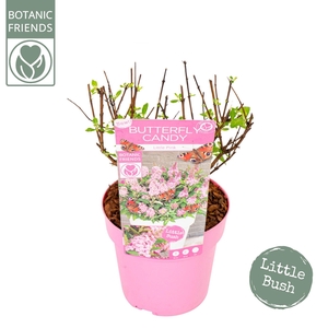 Buddleja Butterfly Candy 'Little Pink'®