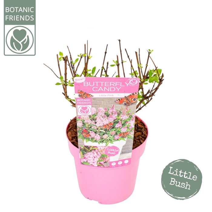 <h4>Buddleja Butterfly Candy 'Little Pink'®</h4>