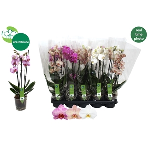 PHAL GEM 3 KL