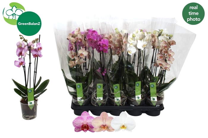 <h4>PHAL GEM 3 KL</h4>
