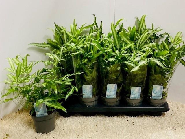 <h4>PTERIS ALBOLINEATA</h4>