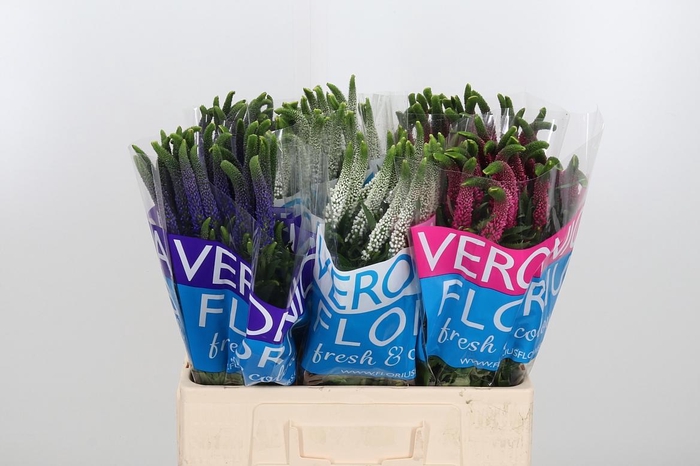 <h4>Veron Smart Gem</h4>