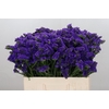 Limonium Navy Sun Birds