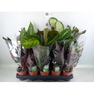 Calathea   ...mix 5