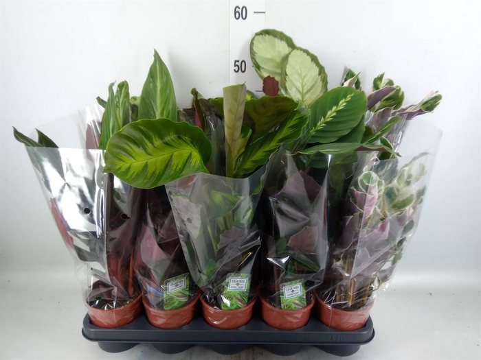 <h4>Calathea   ...mix 5</h4>