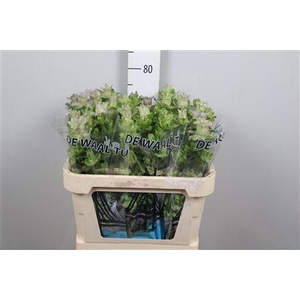 Camp M Evergreen Blush