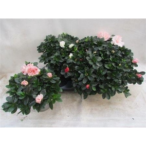 Rhodo Si Vogel Gem