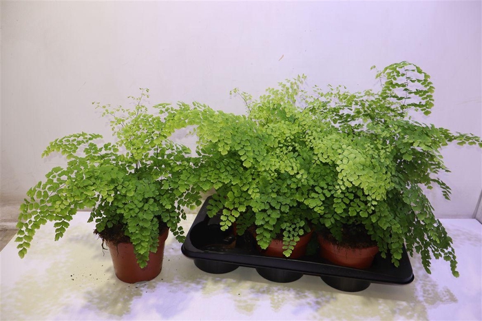 <h4>arr8 Adian Rad Fragrans</h4>