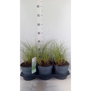 Miscanthus sin. 'Morning Light'