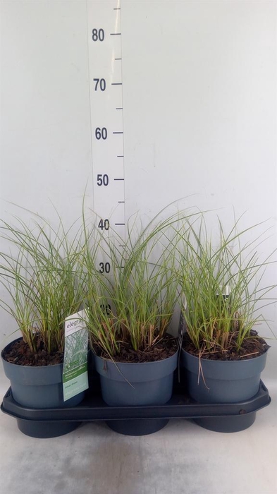 <h4>Miscanthus sin. 'Morning Light'</h4>