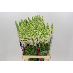 Antirrhinum Maryland Plumblossom