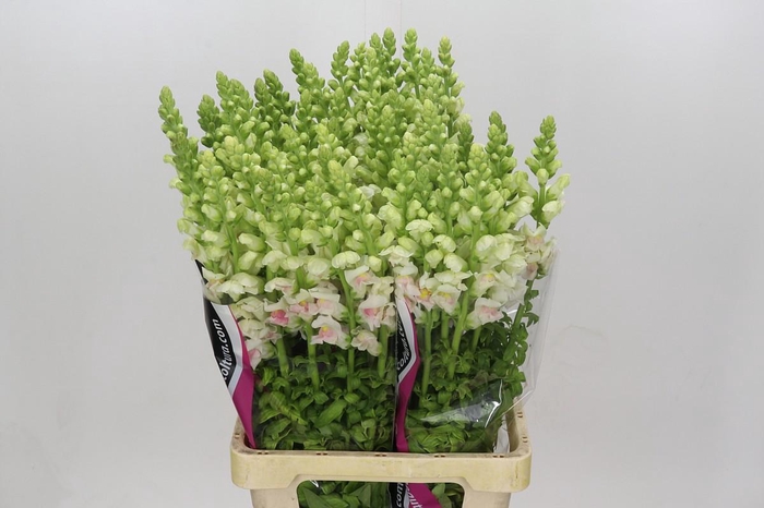 <h4>Antirrhinum Maryland Plumblossom</h4>