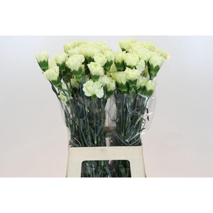 Dianthus St Lady Midori