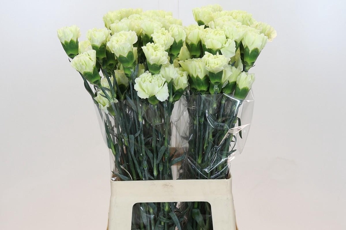 <h4>Dianthus St Lady Midori</h4>